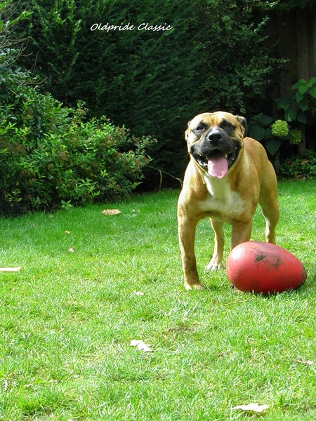 Perro Dogo Mallorquín