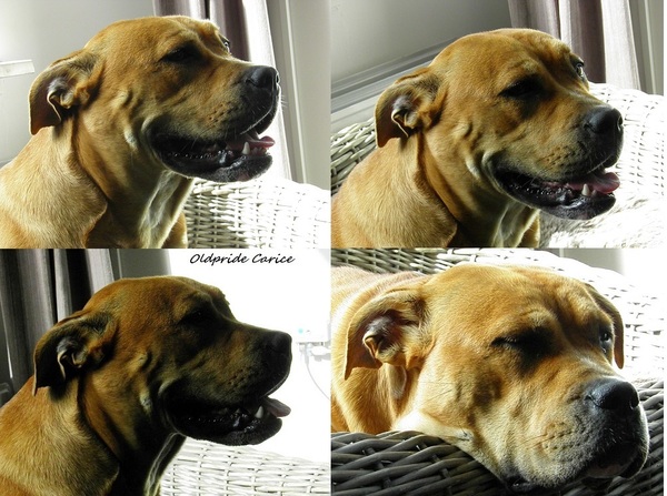 Perro Dogo Mallorquín