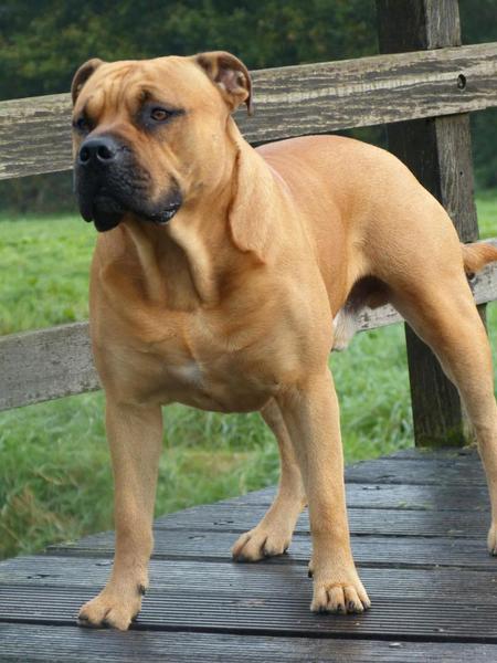 Ca de Bou of the Rocking Flatlands