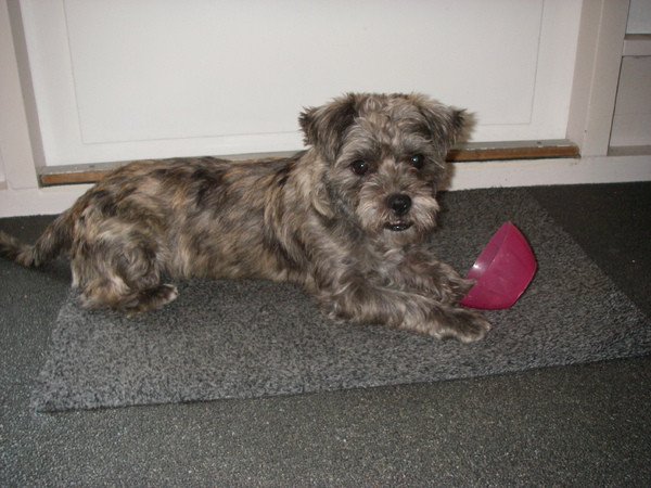 ik ben sky,een kruising van???