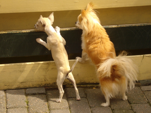 kijk bij de buren is het tegeltje echt niet groener