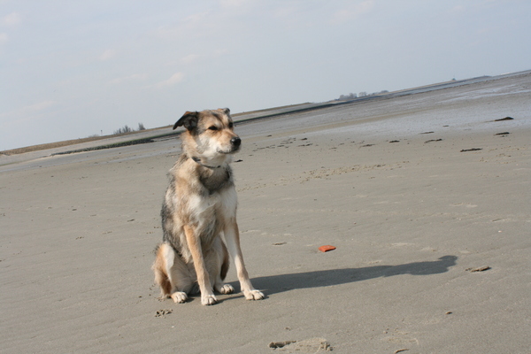 Dit is Tess, mijn grootste schat. We hebben haar geadopteerd uit Roemenië toen ze 8 maanden was. Ik ben er nog altijd niet achter welke rassen er juist in zitten. Maar ze is zo 'n lieverd ..