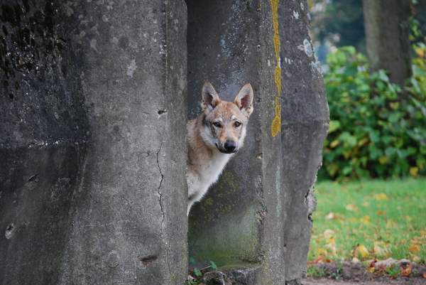 Tsjechoslowaakse Wolfhond