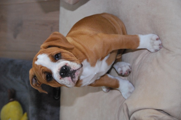 Old English Bulldog