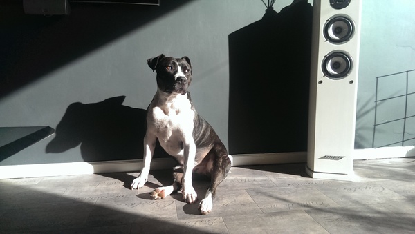 American Staffordshire Terrier