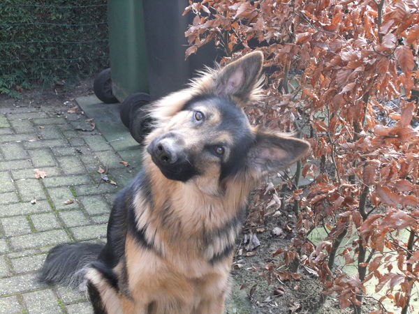 Oud Duitse Herdershond