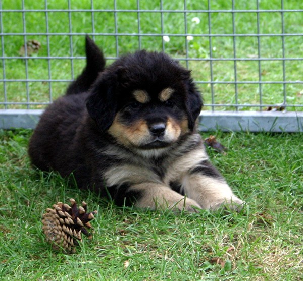 Günga Nima's Flaguni Ling-Fa , een Tibetaans Mastiff pupje van 7 weken .