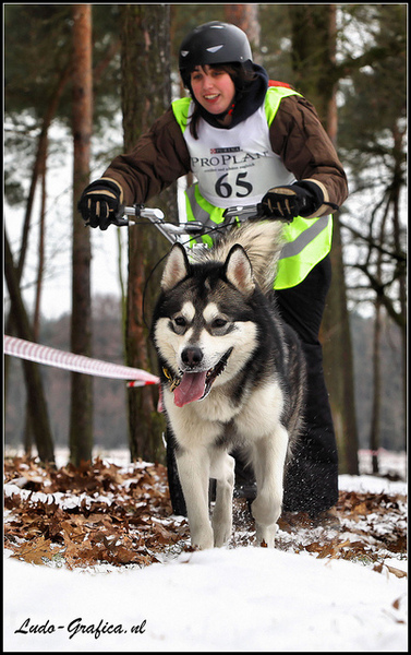 Plezier tijdens onze eerste sledehonden-wedstrijd!