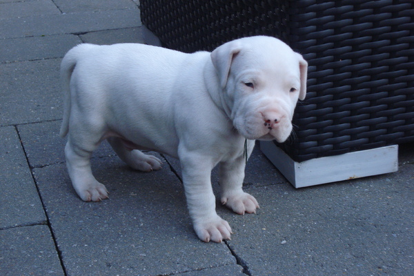DOGO ARGENTINO PUP
