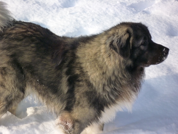 Kaukasische Ovtcharka