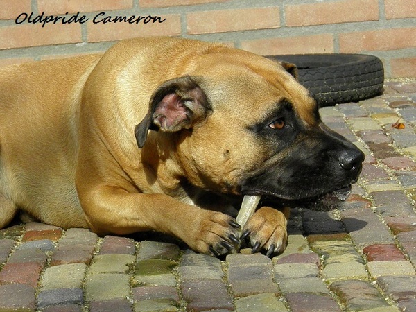 Perro Dogo Mallorquín