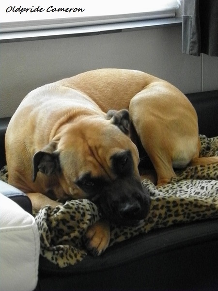 Perro Dogo Mallorquín