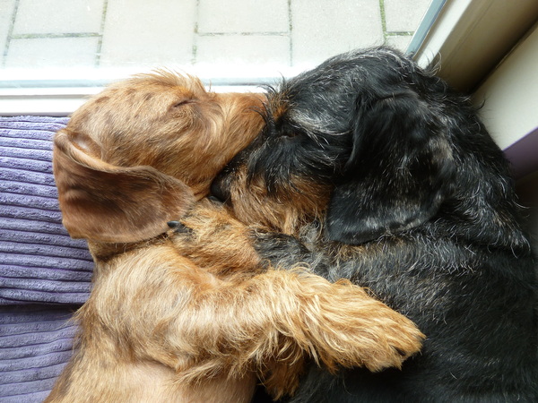 Dashond Standaard, ruwhaar