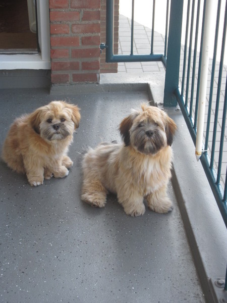 Lhasa Apso