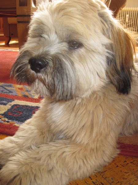 Lhasa Apso