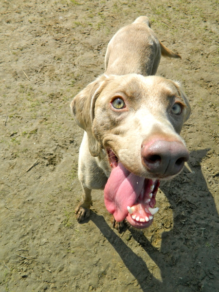 Weimaraner