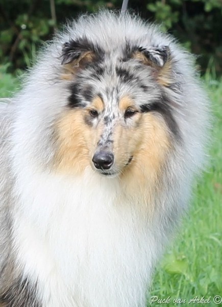 Schotse Herdershond, Langhaar