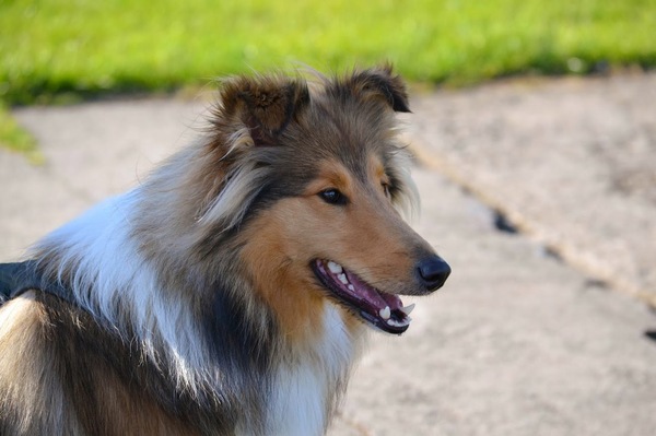 Schotse Herdershond, Langhaar