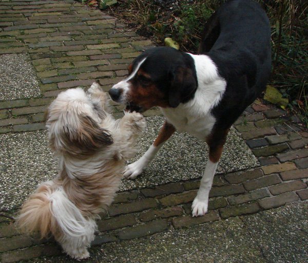 Entlebucher Sennenhond