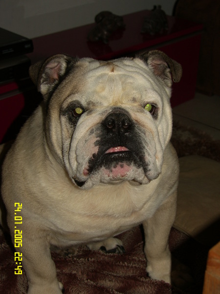 Engelse Bulldog