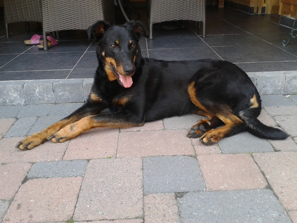 Beauceron