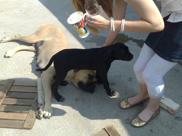 gezocht broertjes/zusjes Boerboel x Old english Mastiff