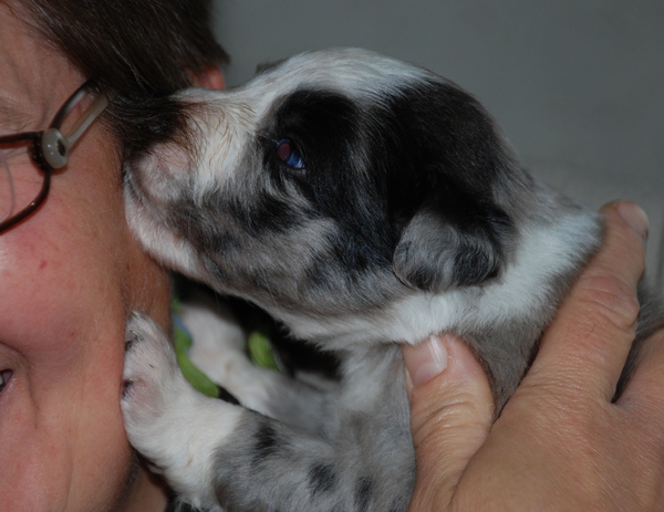 Qwispel op onderzoek uit...