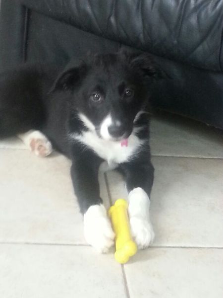 Border collies uit Kerkrade!