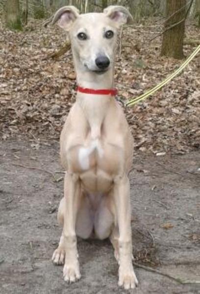 Whippet