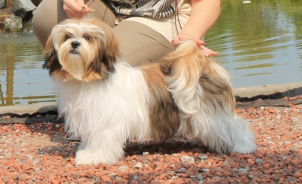 Destination of Love, Lhasa apso kennel