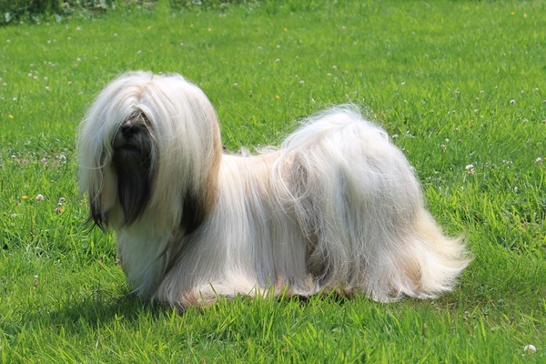 Destination of Love, Lhasa apso kennel