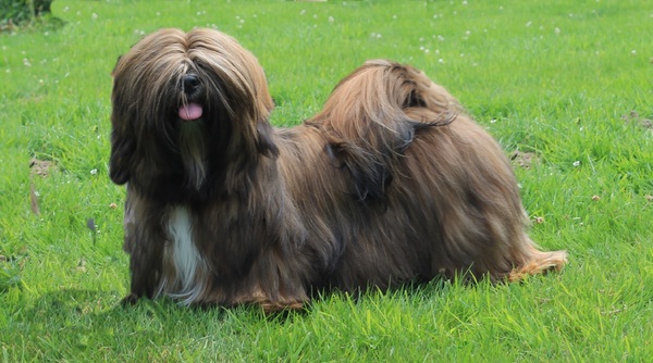 Destination of Love, Lhasa apso kennel