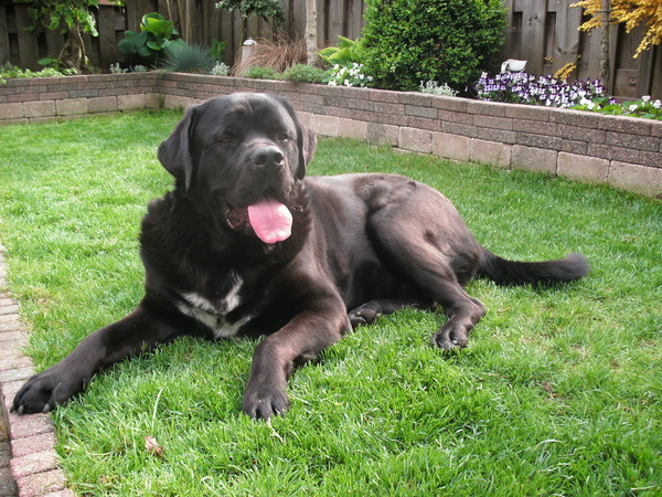 Bear 1 jaar en 8mnd oud.