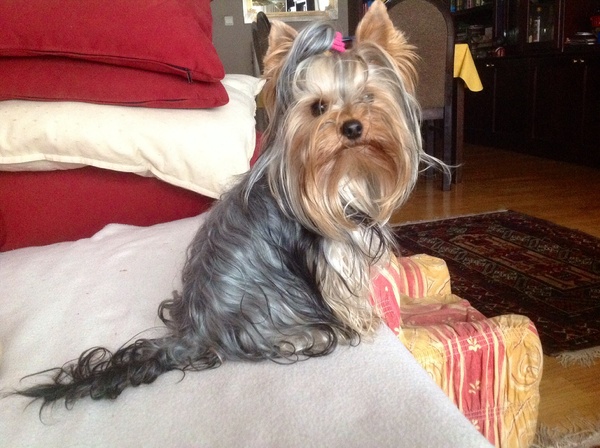 Yorkshire Terrier