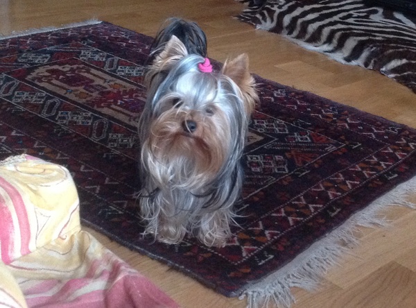 Yorkshire Terrier