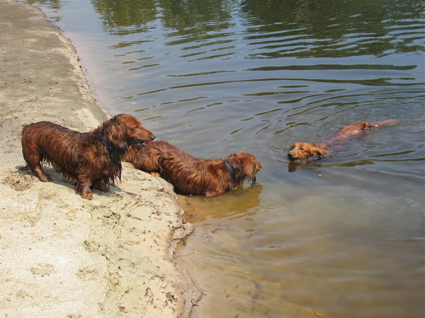 Dashond Standaard, langhaar