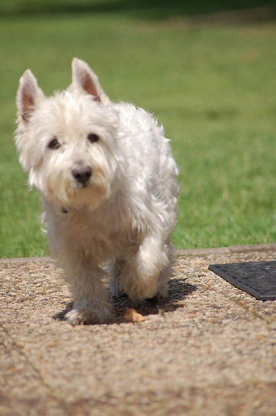West Highland White Terrier
