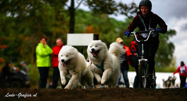 Sledehondenwedstrijd met Polar & Taro