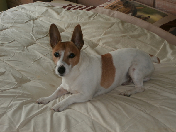 Jack Russell Terrier