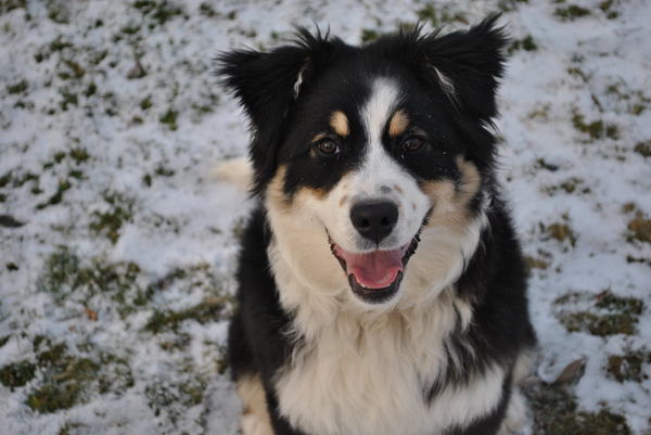 Australian Shepherd