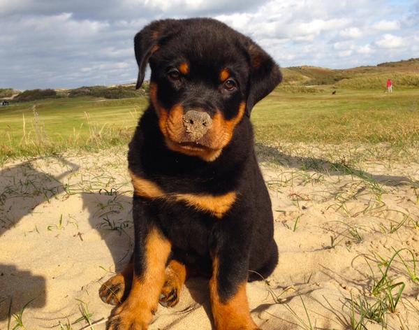 Rottweiler