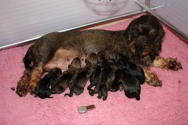 de Bende van de Ruwe Rakkers