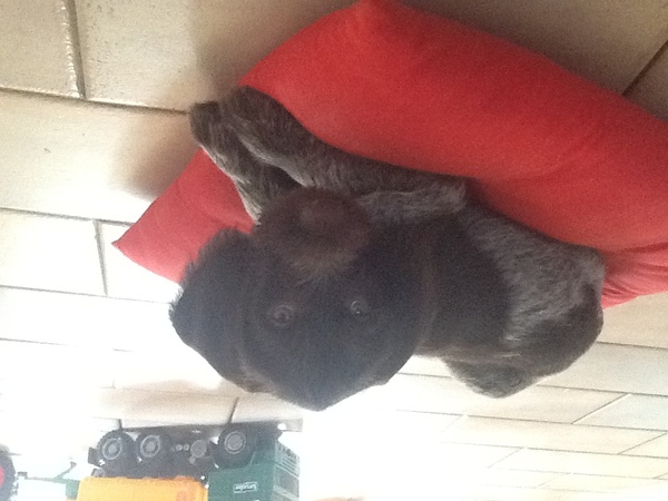 Duitse Staande Hond, Draadhaar