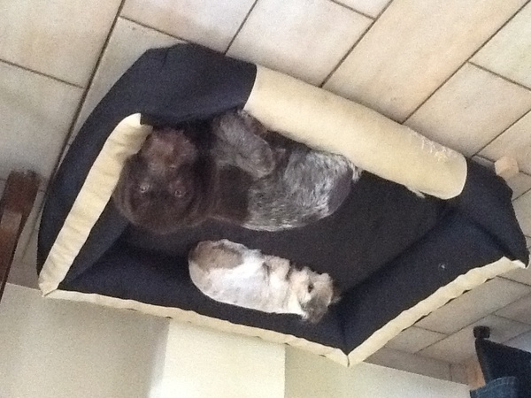 Duitse Staande Hond, Draadhaar