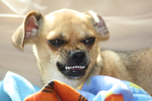 op camando laat brutus zijn tandjes zien 