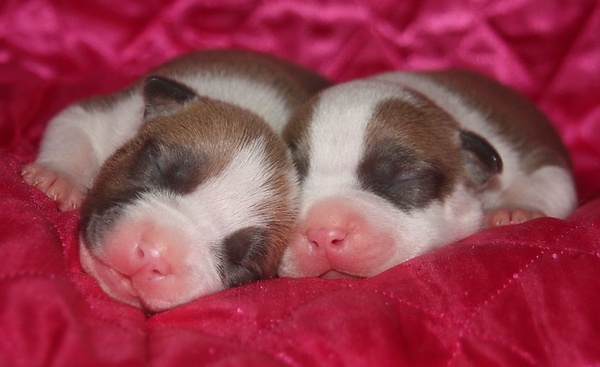 From Nature's Finest 