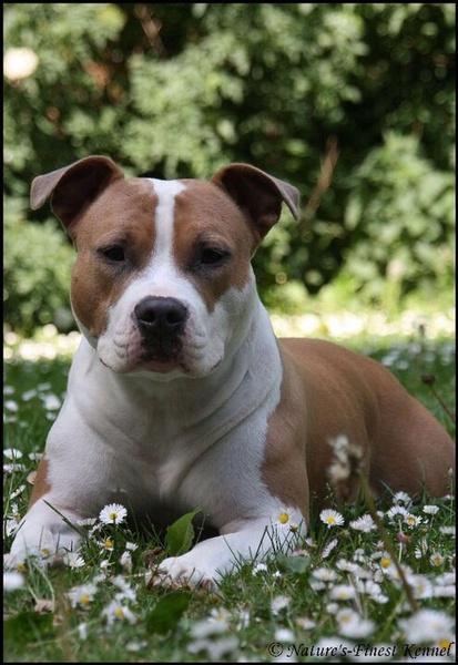 From Nature's Finest 