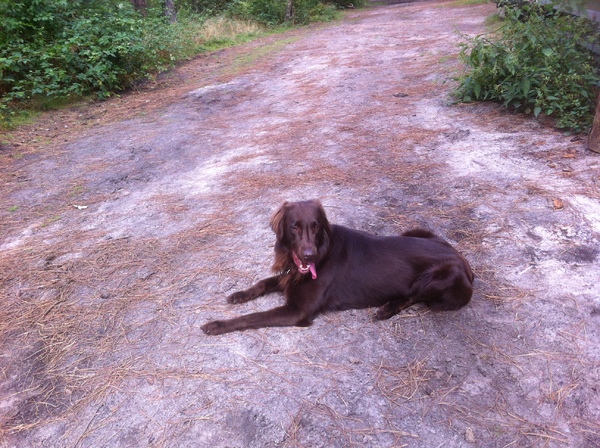Flatcoated Retriever