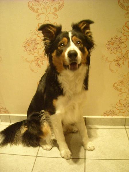 Border Collie