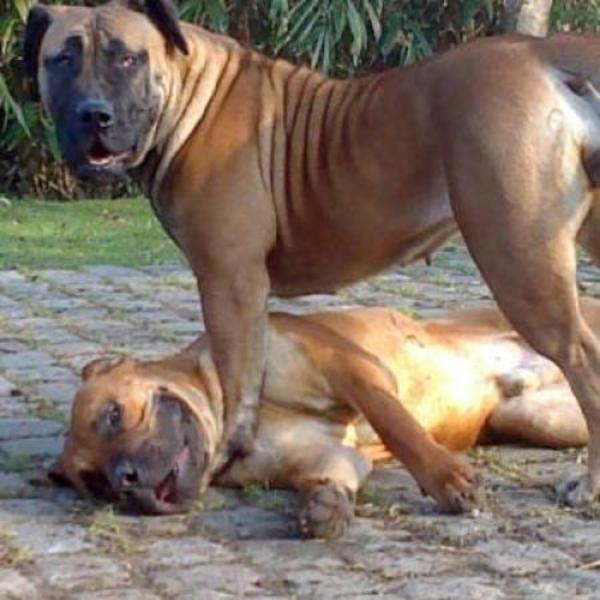 boerboelschuur